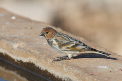 Red-Fronted Serin photo 2