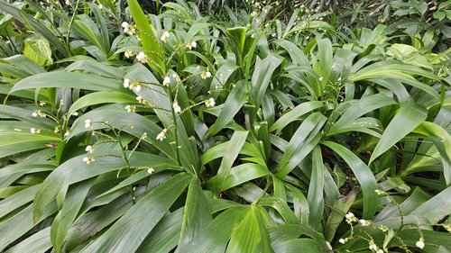Xiphidium caeruleum iNat (2)