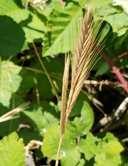Brachypodium distachyon