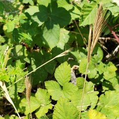 Brachypodium distachyon