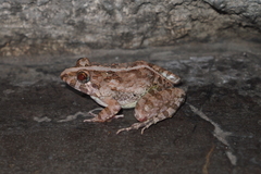 Fejervarya limnocharis