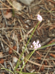 Allium geyeri