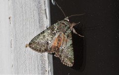 Polyphaenis sericata