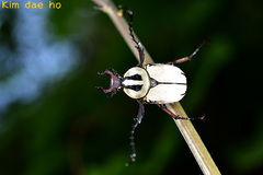 Dicronocephalus adamsi