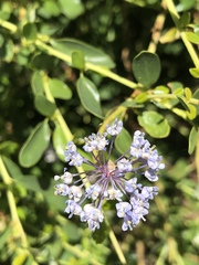 Ceanothus parvifolius