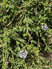 Ceanothus parvifolius