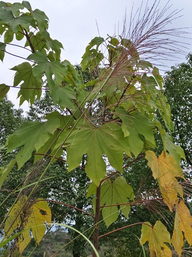 mu oil tree