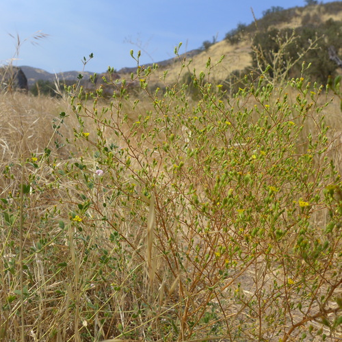 Image of Deinandra lobbii by (c) John Hibbard, some rights reserved (CC BY)
