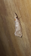 Acrolophus mortipennella