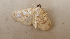 Palpita freemanalis