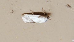 Ponometia candefacta