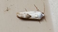 Ponometia candefacta