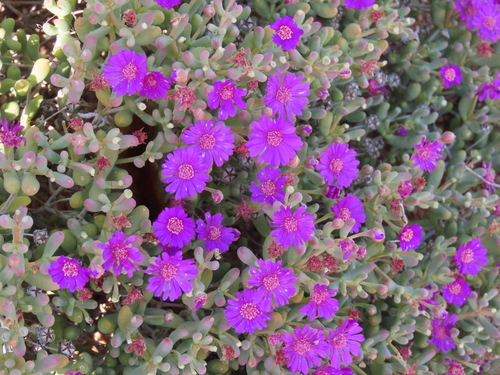 Image of Malephoropsis otzeniana by no rights reserved