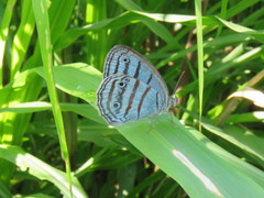 Caeruleuptychia cyanites
