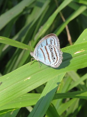 Caeruleuptychia cyanites