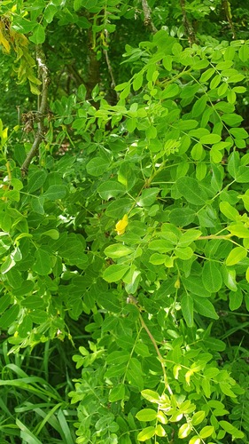 Siberian peashrub (Caragana arborescens)