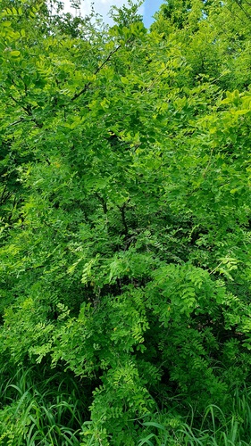 Caragana arborescens