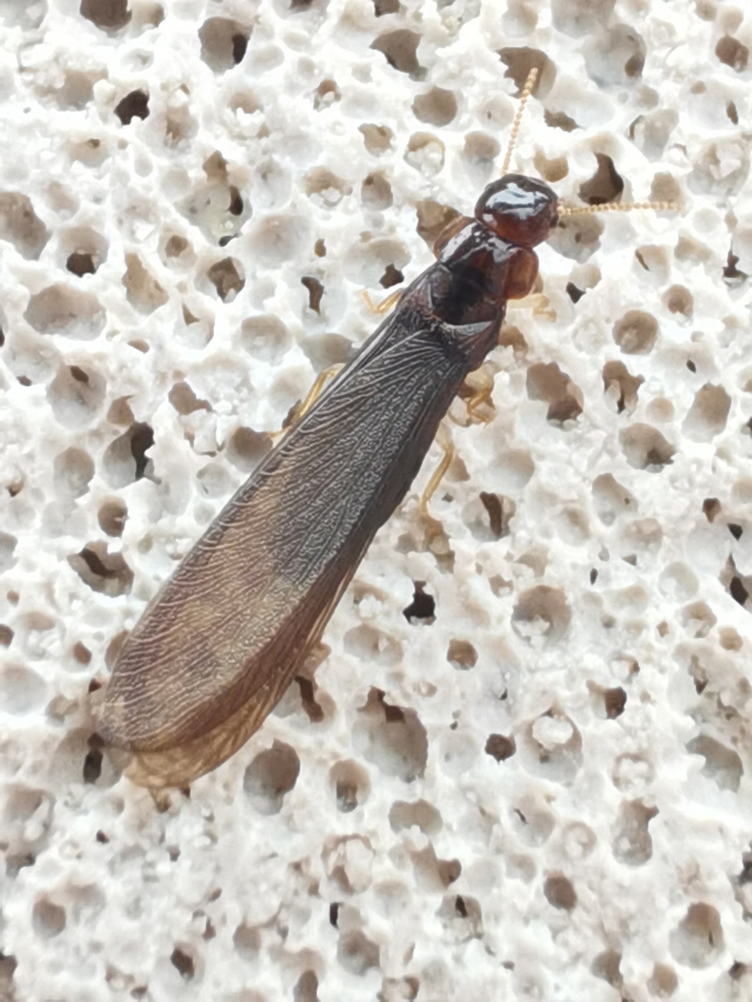 Kalotermes dispar