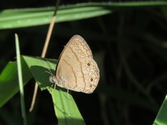 Hermeuptychia fallax