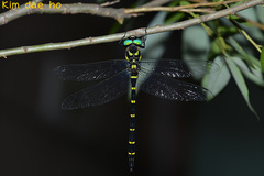 Anotogaster sieboldii