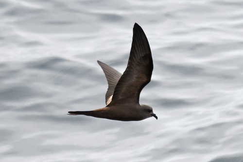 Markham's Storm Petrel (Hydrobates markhami), photo 9