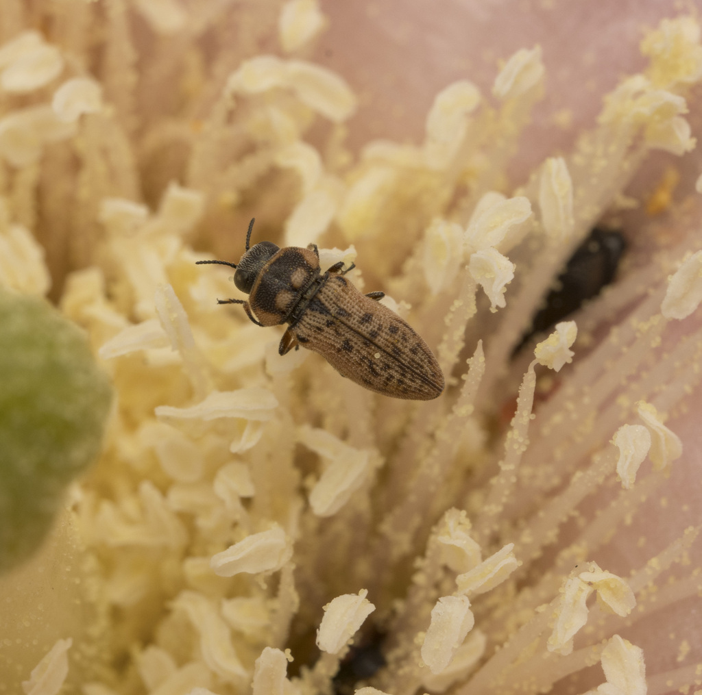 Atacamita chiliensis