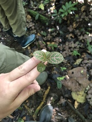 Fittonia albivenis