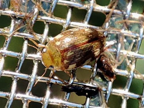 Laccophilus hyalinus