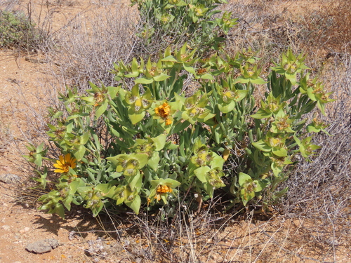 Image of Grey Dune Saladbush (Didelta carnosa) by no rights reserved