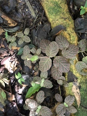Fittonia albivenis