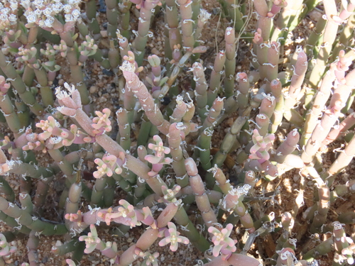 Mesembryanthemum schlichtianum