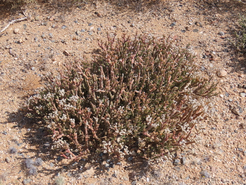 Mesembryanthemum schlichtianum