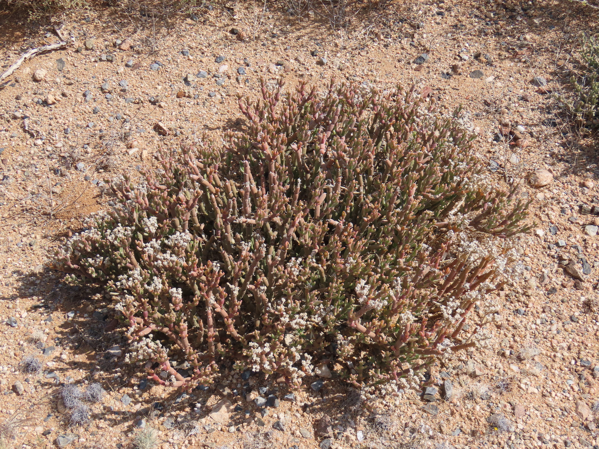 Mesembryanthemum schlichtianum Sond.