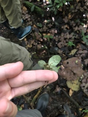 Fittonia albivenis