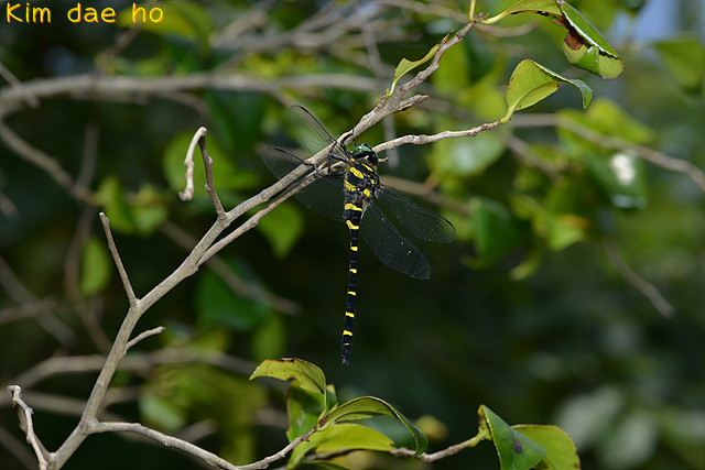 Anotogaster