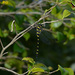Jumbo Dragonfly - Photo (c) Kim Dae Ho, some rights reserved (CC BY-NC), uploaded by Kim Dae Ho