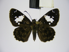 Celaenorrhinus plagiatus