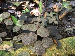 Fittonia albivenis