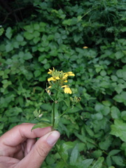 Erysimum aureum
