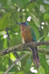 Momotus bahamensis