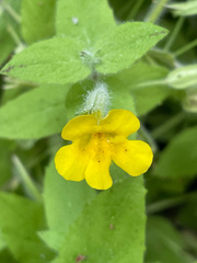 Erythranthe ptilota