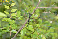 Anotogaster sieboldii