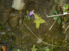 Pinguicula grandiflora