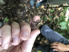 Pristimantis conspicillatus