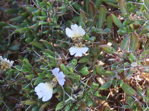 Image of Blepharis furcata by no rights reserved
