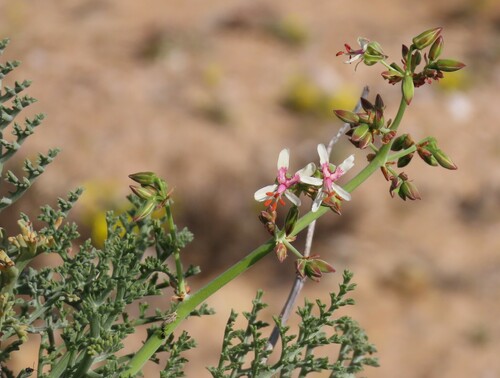 baobab storksbill (Pelargonium paniculatum)