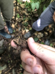 Pristimantis conspicillatus