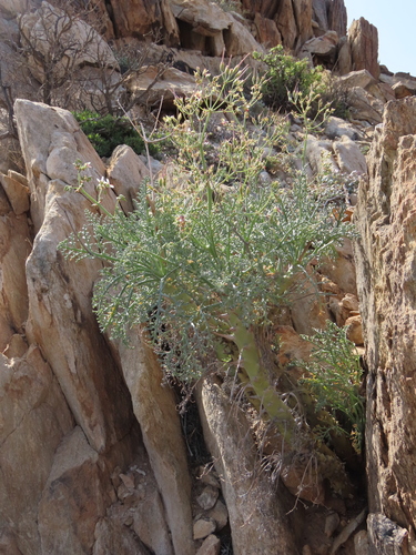 Image of Pelargonium paniculatum by no rights reserved