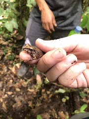 Pristimantis conspicillatus