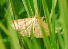 Psammotis pulveralis
